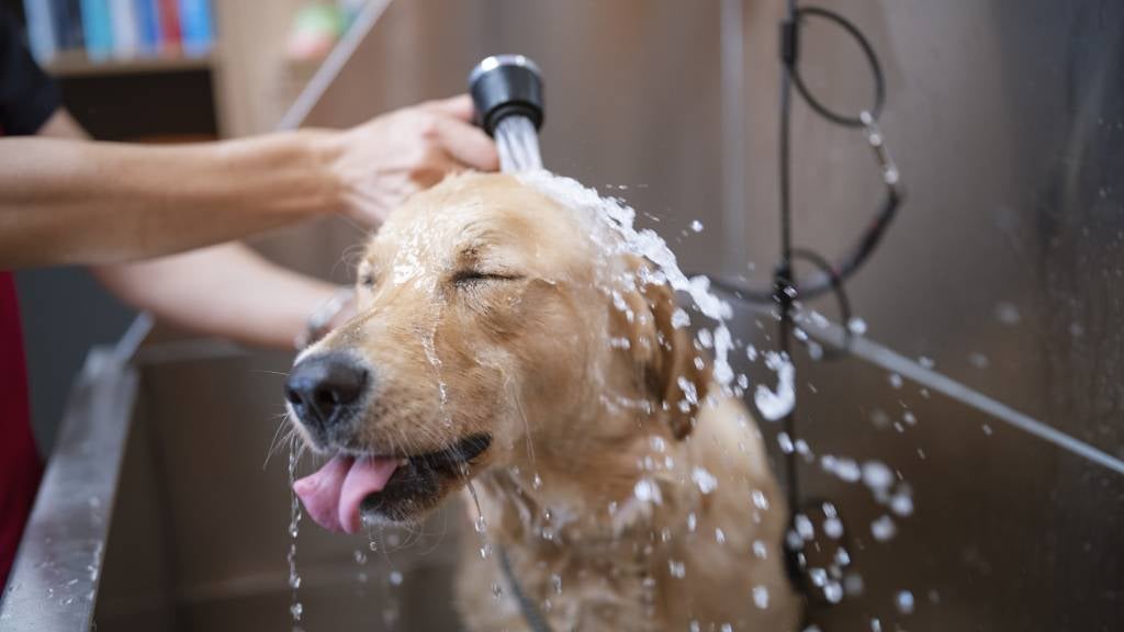 Dog wash